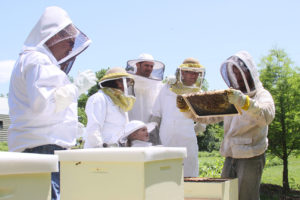 beekeepers young and old inspecting a hive