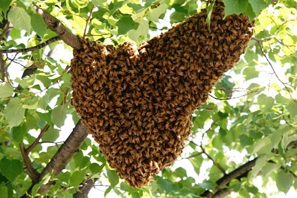 Swarm of honeybees in a tree