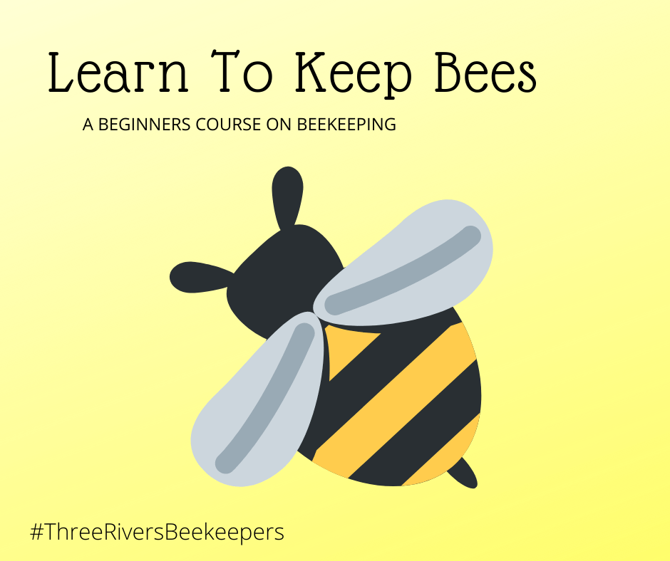 Learn to Keep Bees bee on yellow background
