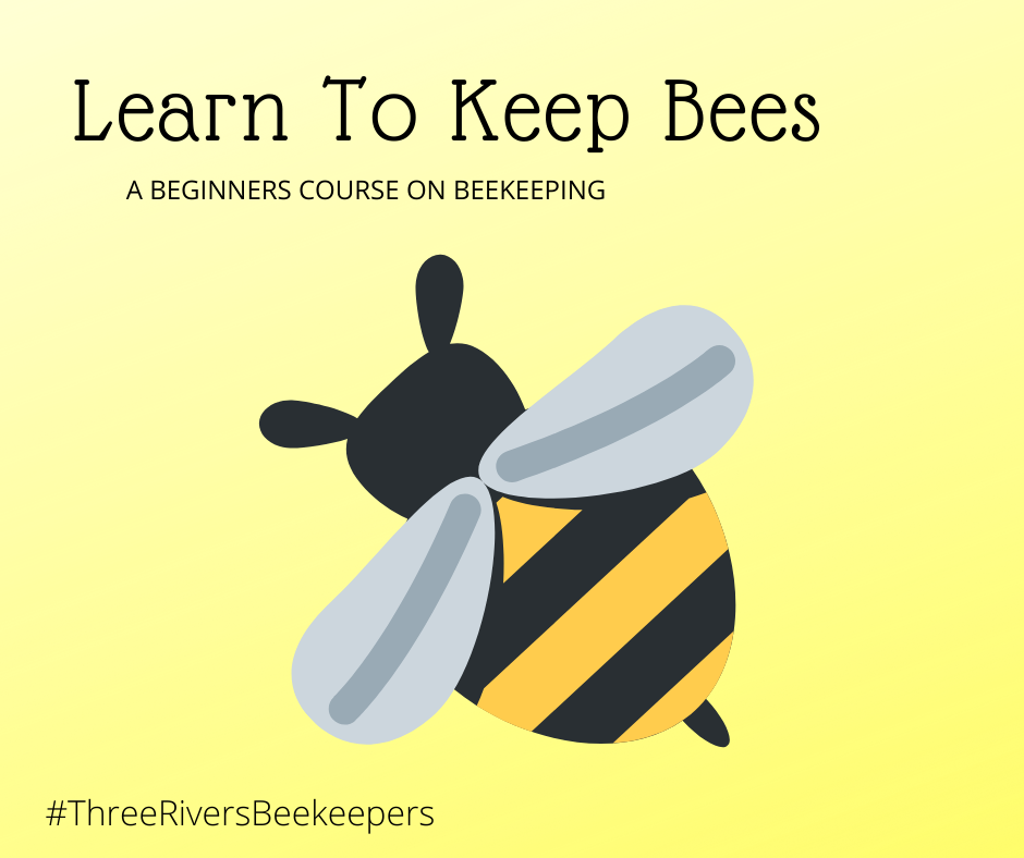 Learn to Keep Bees (image of honey bee)