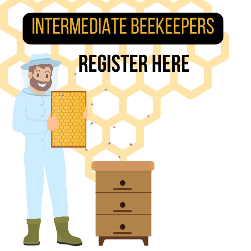 Graphic Drawing of a Beekeeper next to hive with words - intermediate beekeepers - register here