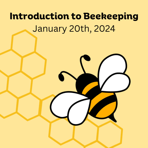 yellow box with hexigon blocks and a bee with words Introduction to Beekeeping January 20 th 2024